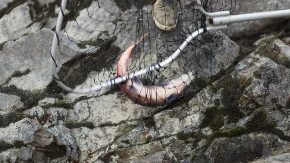 Traditional Indigenous First Nations salmon fishing along a river in BC ...