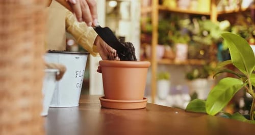 Gardening Concept Hands Transplants Lavender Plant Into Ceramic Pot How to Repot