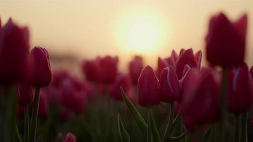 Close Up Spring Sunrise in Blooming Flower Field Outdoors. Closeup Gentle Tulip