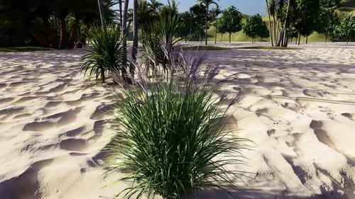 Wild Grass Plant Growing On Bright Sandy Ground