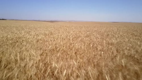 Aerial view over Wheat Field, Israel
