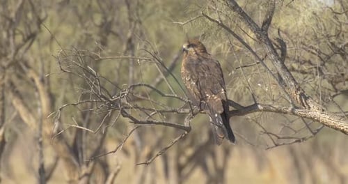 Majestic Bird of Prey Perched on Branch