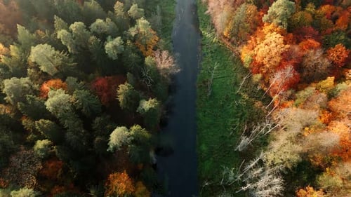 Drone flight over a river flowing between colorful autumn trees
