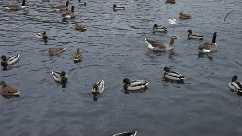 A flock of ducks with geese and moor hens in the water swimming in a pond in a park