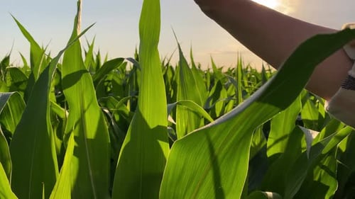 Woman Examining Corn Crop in a Field