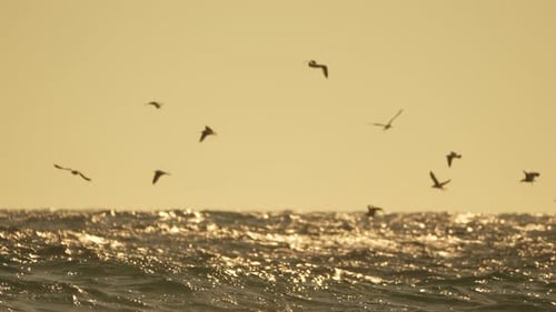 Möwen, Meer, Sonnenuntergang, Vögel, die bei Sonnenuntergang über ein wellenförmiges Meer fliegen