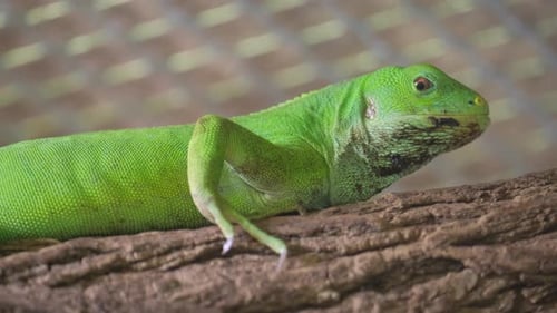 A Vibrant Green Lizard is Comfortably Sitting on a Tree Branch