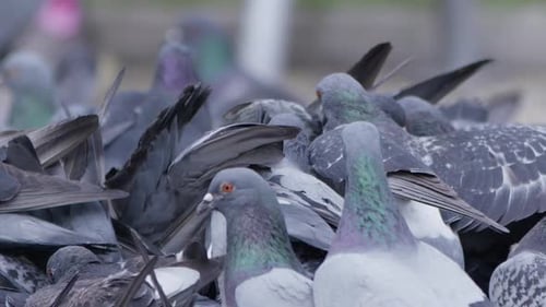 Tier, Vogel, Tauben auf dem Boden (4)