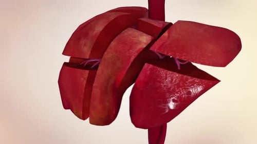 3D Animated Human Liver Anatomy and Internal Structure