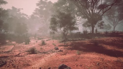 Atmospheric Australian Bush Landscape with Hazy Trees and Red Soil