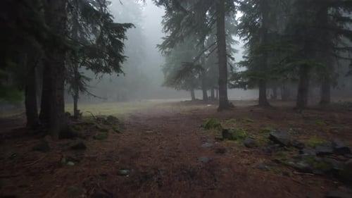 Drone 4K à l'intérieur de la magnifique forêt