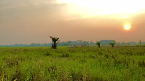 Golden Sunset over Rural Field with Long Grass