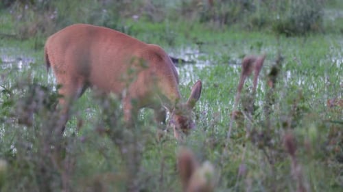 Wild Marsh Deer female tropical eating vegetation at sunset3