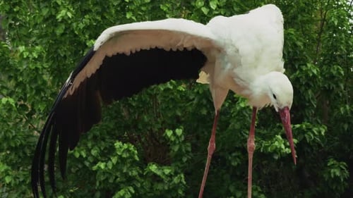 Tier Vogel Storch In Der Natur 5