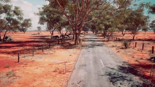 Eucalyptus Forest Plantation and Empty Highway in Brazil
