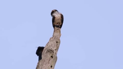 Bird of Prey Perched on Tree Top
