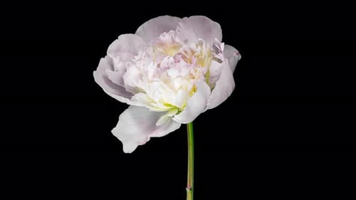 Weiße rosa Pfingstrose, die im Zeitraffer auf schwarzem Hintergrund blüht. Zarte Blütenblätter, die sich bewegen, aus nächster Nähe