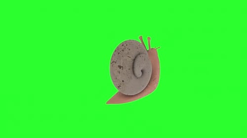 Snail 3d animal rotating loop