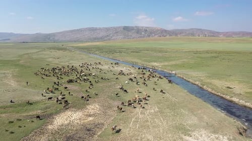 Vue aérienne d'un troupeau de vaches paissant dans une zone humide dans la prairie 2