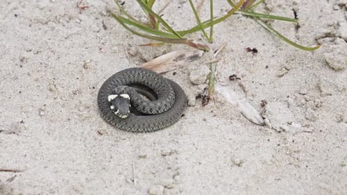 A Grass Snake resting in a Sandy Habitat - Close Up