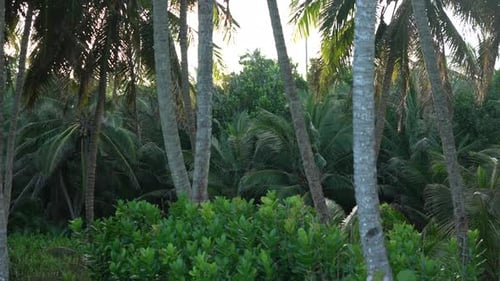 Coconut palm trees tropical forest exotic nature dense green canopy