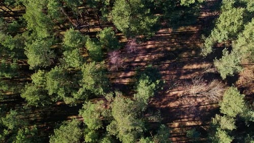 Aerial View of Forest Top View Drone Shot Flying Over Spruce Conifer Treetops Nature Background