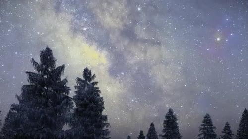 Kiefernwald mit sternenklarem Nachthintergrund 3D-Animation