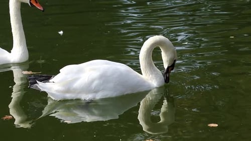 White swan waterbirds couple swimming on lake