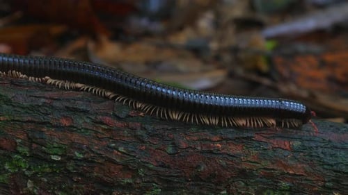 Milpiés arrastrándose por la corteza de un árbol en un bosque con hojas caídas