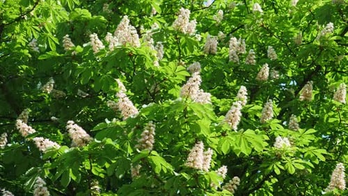 Eine Krone eines blühenden Kastanienbaums an einem sonnigen Tag mit Blumen und grünen Blättern