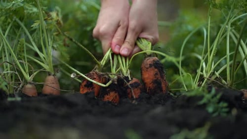 The Hands of a Young Woman Take a Lot of Carrots Out of the Ground Pulling Her By the Tops