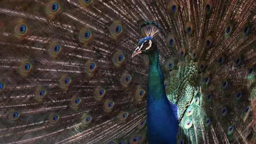 Peacock Displays its Elaborate, Colorful Plumage