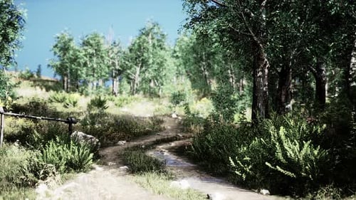 Country Road in a Deciduous Forest on a Foggy Morning