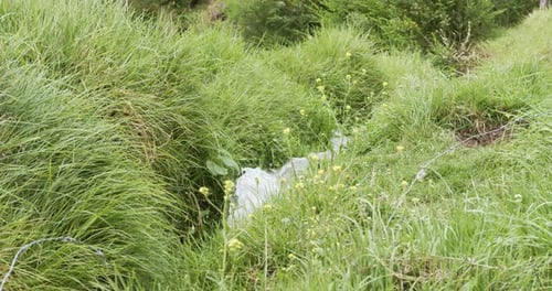 stream flowing between Grass 4k 60fps