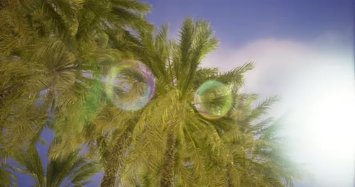 Tropical Palm Trees Gently Swaying with Bright Sun Flare