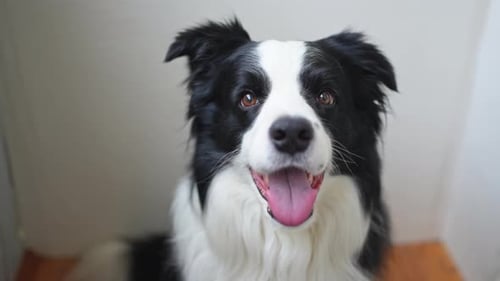 Black and White Border Collie Dog Close Up