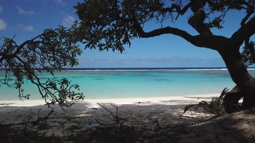 Dolly vorwärts durch Bäume zum Wasserrand am Yejele Beach auf der Insel Maré.