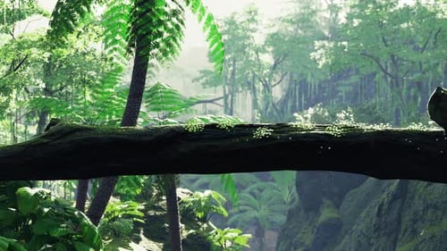 Way in Jungle of Malaysia