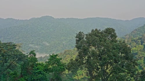 Bwindi Impenetrable Forest in Uganda.