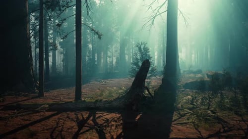 Majestueuse forêt de séquoias avec des arbres imposants