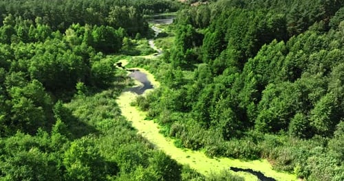 Small river, swamps with algae and green forest in summer.