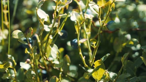 Closeup of wild blueberry crop before harvest