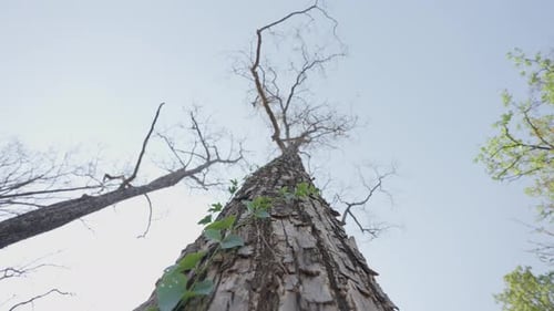 giant tree
