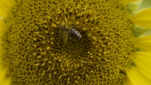Close-up of a bee pollinating a sunflower, covered in pollen while diligently collecting nectar, vib