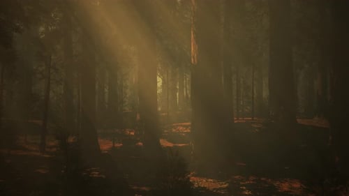 The Sun Shining Through the Trees in a Beautiful Forest