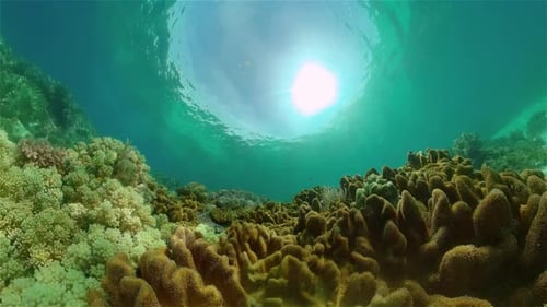 Coral Reef and Tropical Fish Philippines
