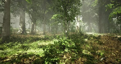 Lush Forest with Dappled Sunlight Filtering Through Vibrant Foliage