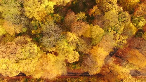 Aerial top down view of autumn forest with green and yellow trees. City Park.