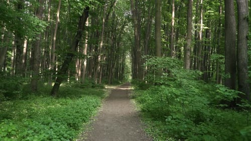 Walking Through Dense Forest Path