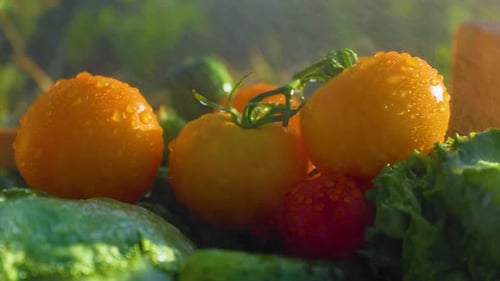 Group of a Vegetable Tomato with Green Tail in Drops of Water